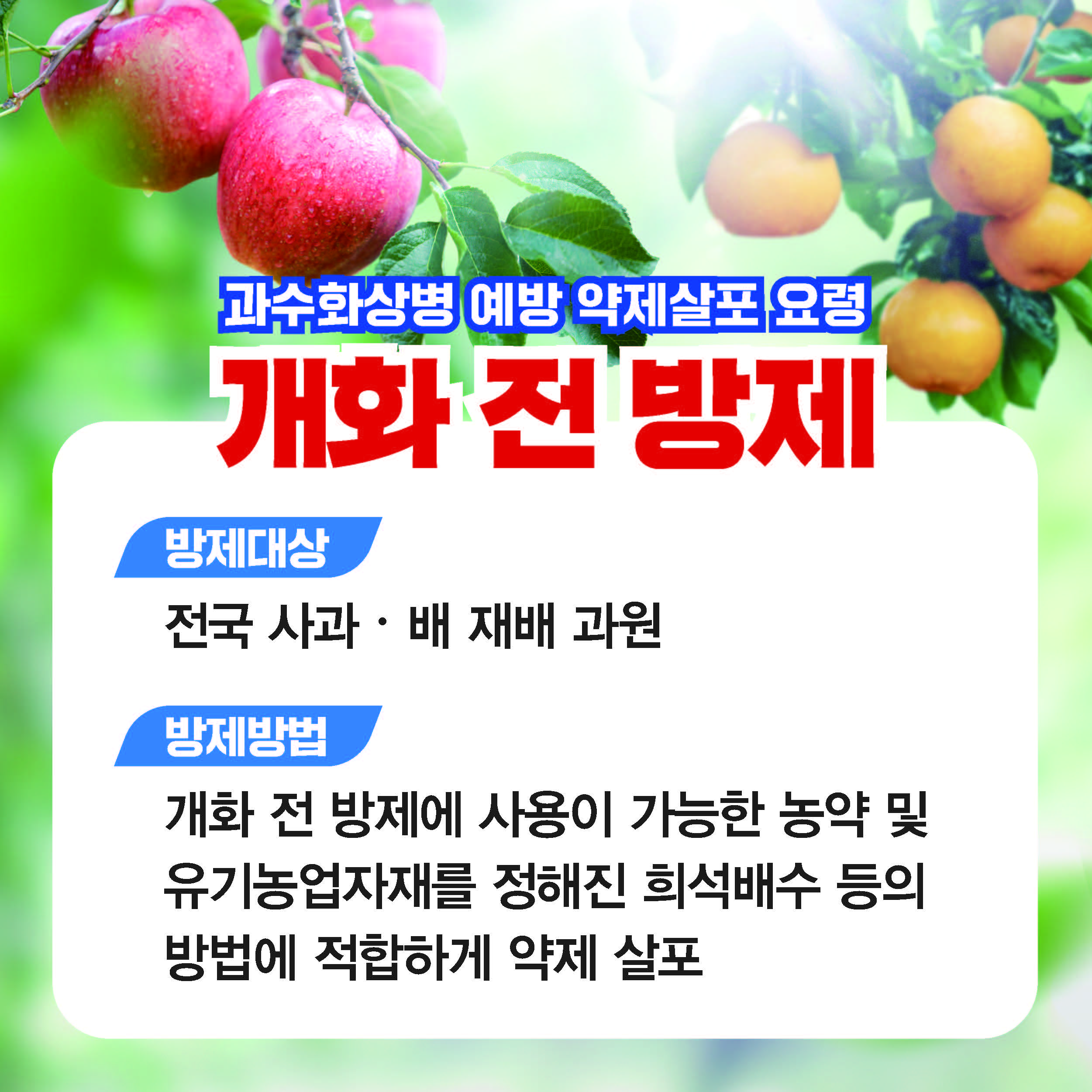 과수화상병 예방 약제살포 요령 개화전 방제 방제대상 전국 사과, 배 재배 과원 방제방법 개화 전 방제에 사용이 가능한 농약 및 유기농업자재를 정해진 희석배수 등의 방법에 적합하게 약제 살포