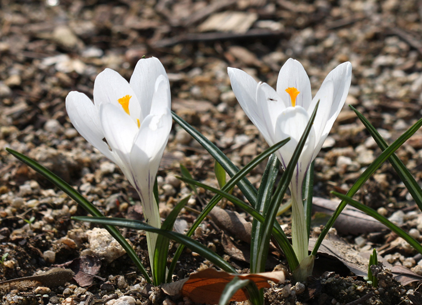 크로커스이미지