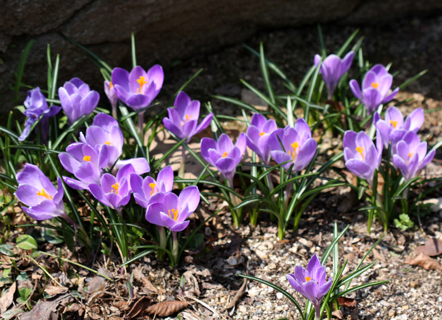 크로커스 이미지 3