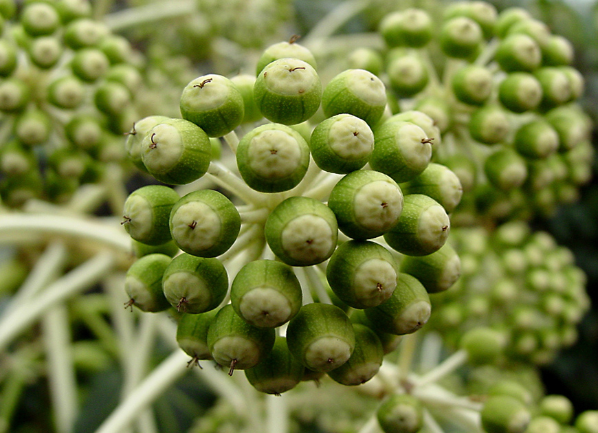 팔손이 이미지 2