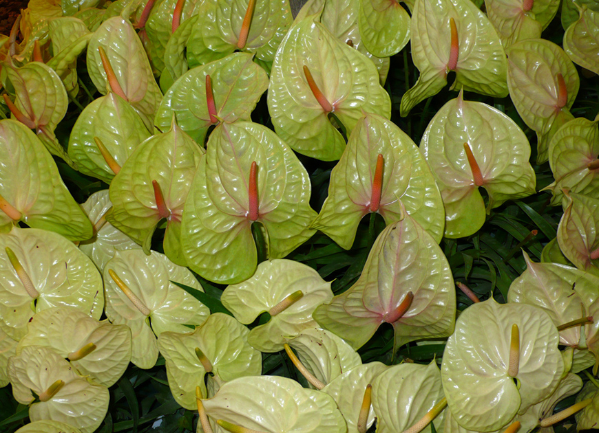 안스리움이미지