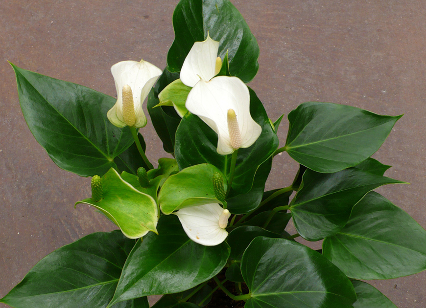 안스리움 이미지 2