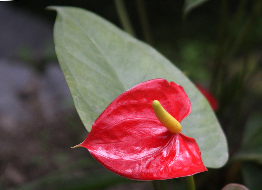 안스리움 이미지 3