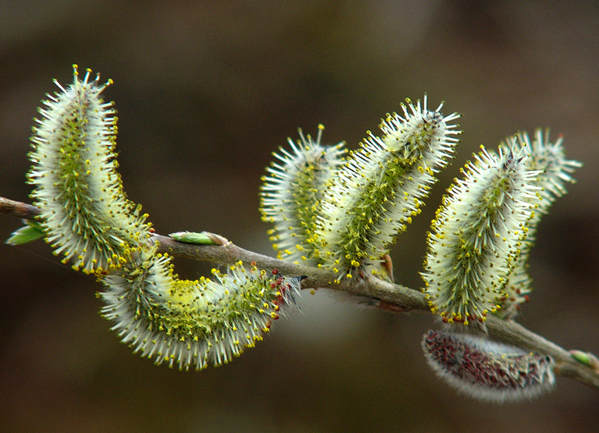 갯버들 이미지 2