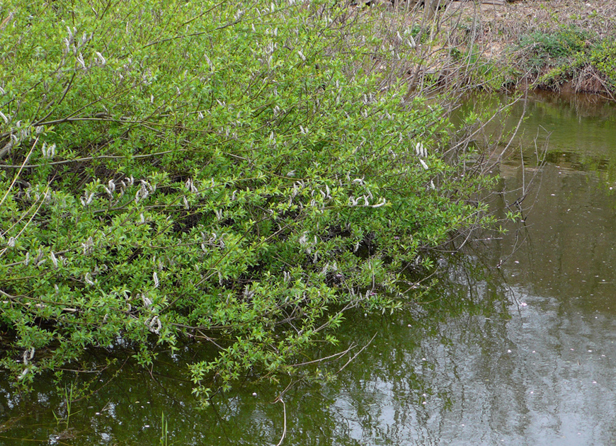 갯버들 이미지 3
