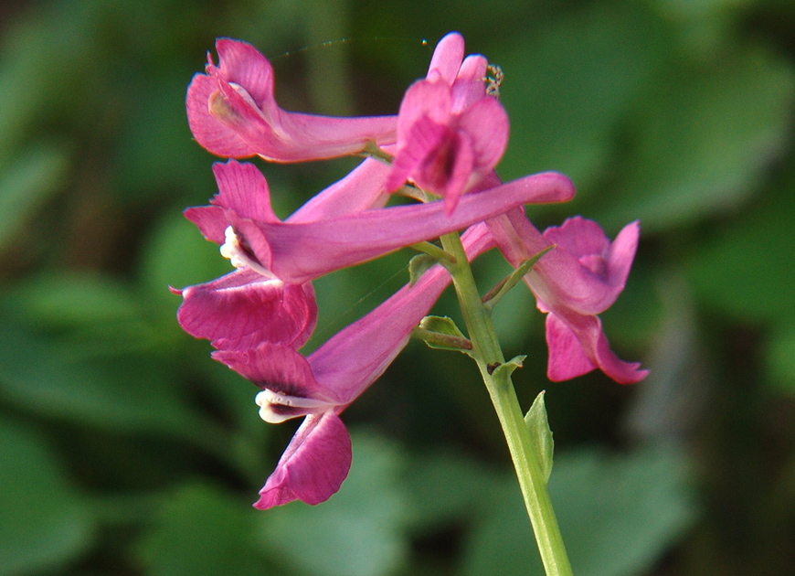 현호색 이미지 2