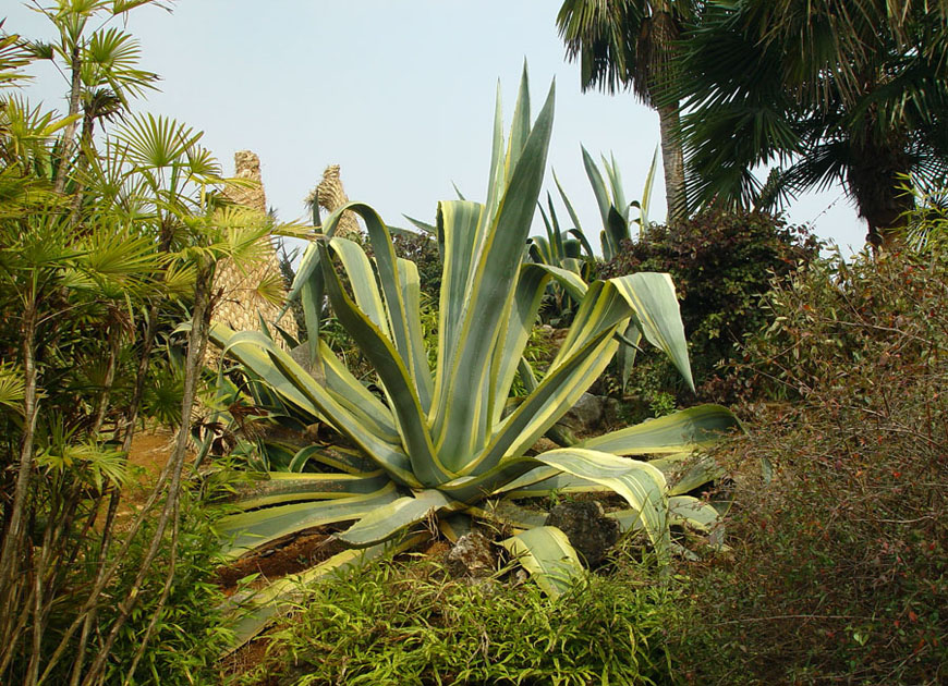 용설란 이미지 2