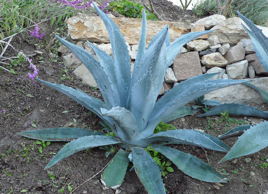 용설란 이미지 3