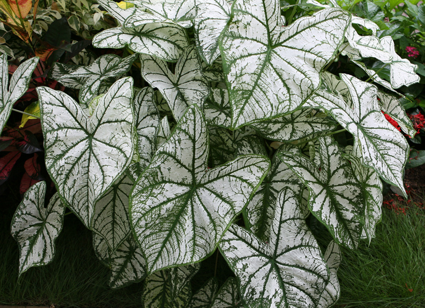 칼라디움이미지