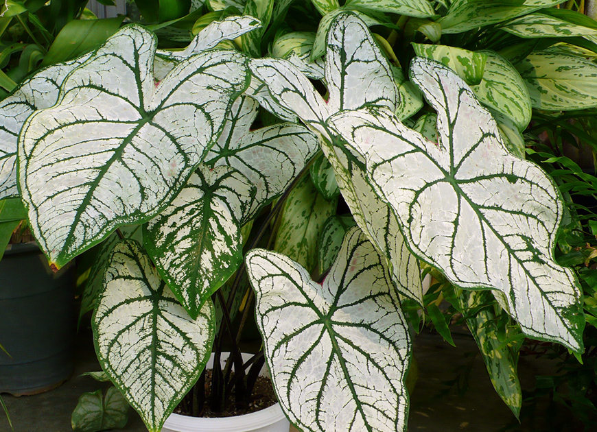 칼라디움 이미지 2