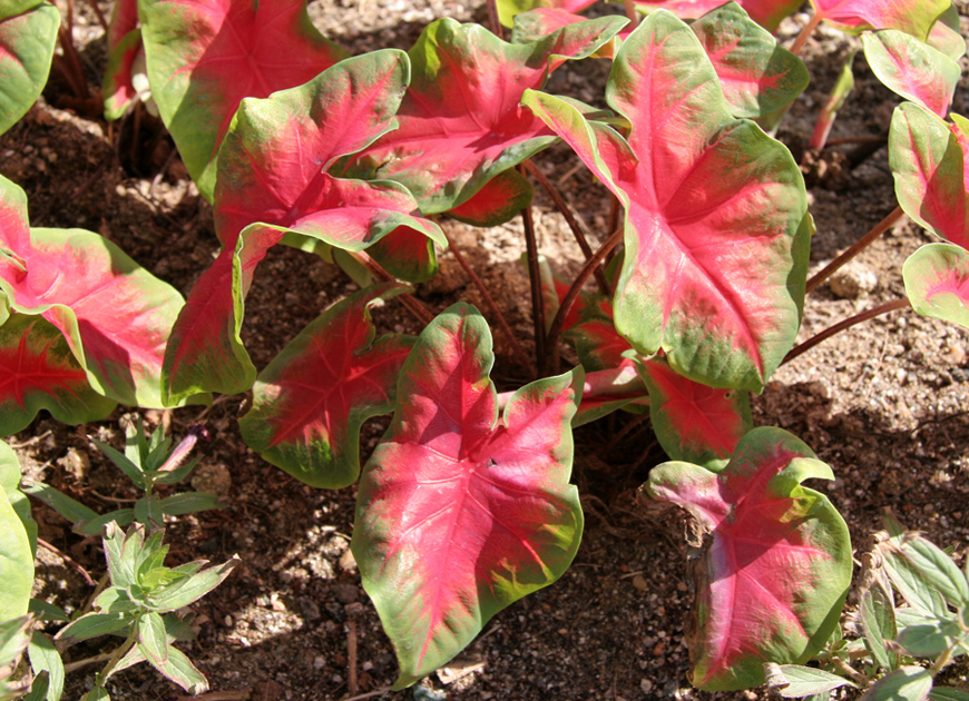 칼라디움 이미지 3