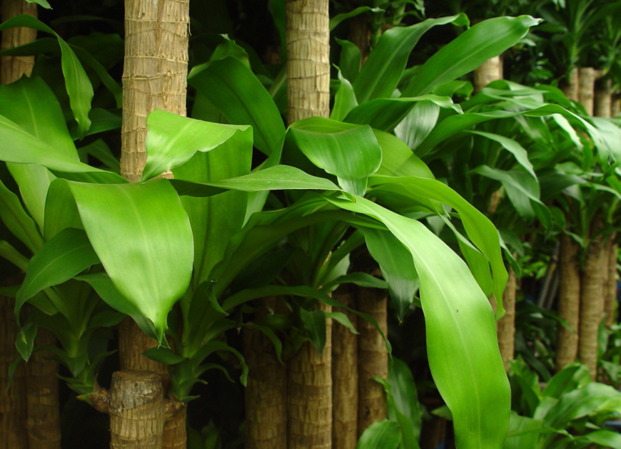 행운목 이미지 2