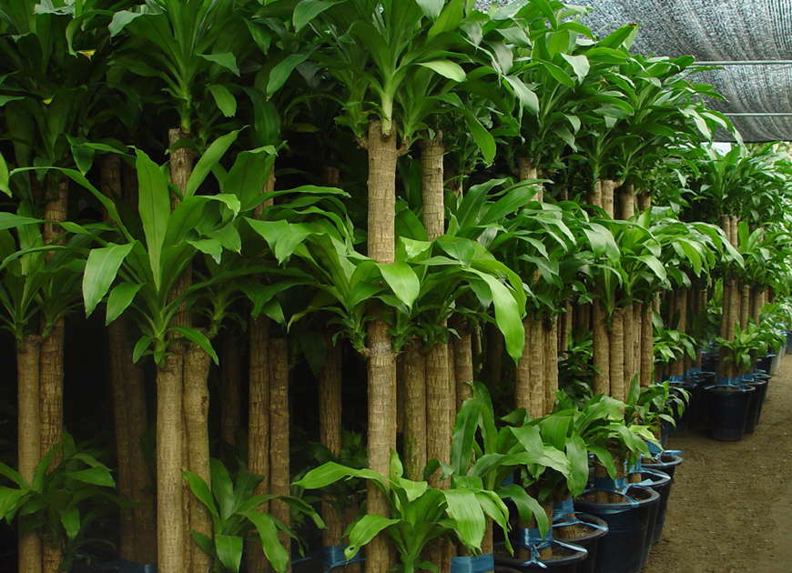 행운목 이미지 3