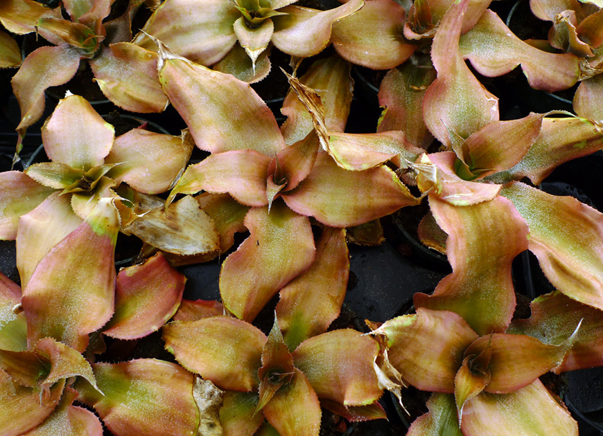 크립탄서스이미지