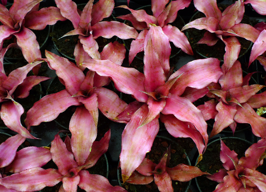 크립탄서스 이미지 2