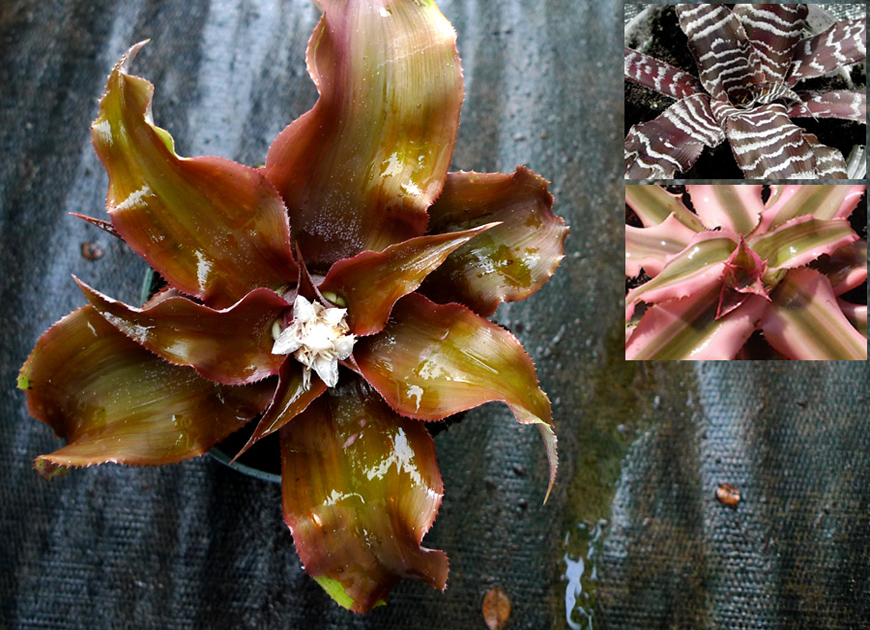 크립탄서스 이미지 3