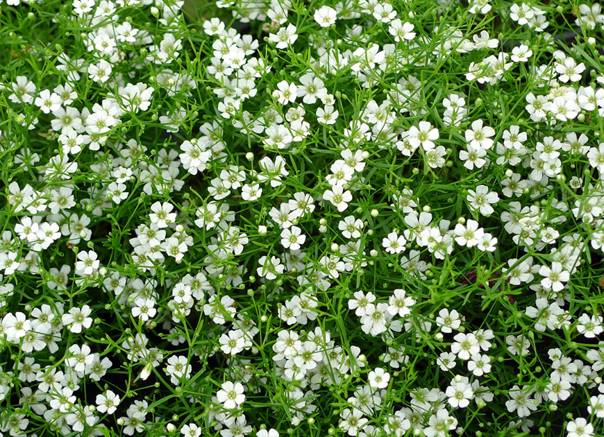 안개초 이미지 2