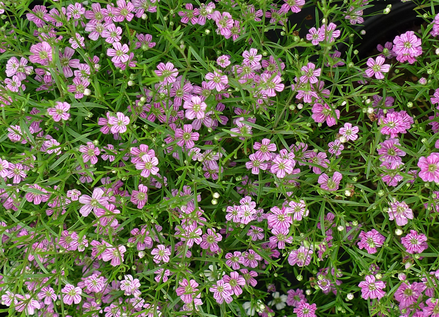 안개초 이미지 3