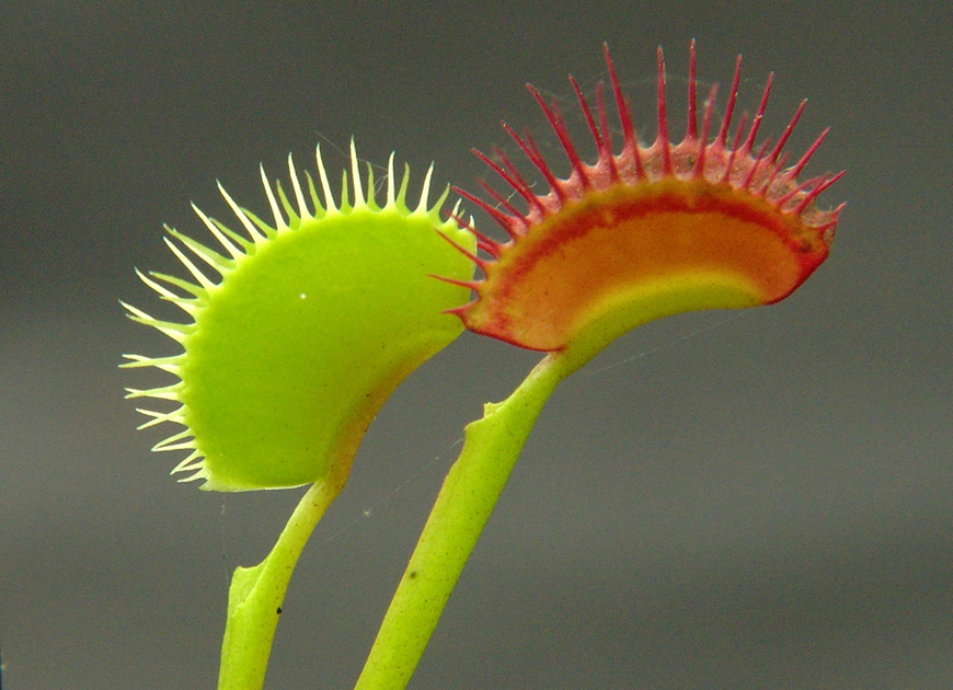 파리지옥이미지