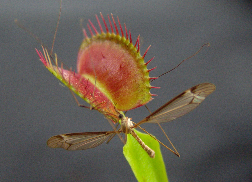 파리지옥 이미지 2