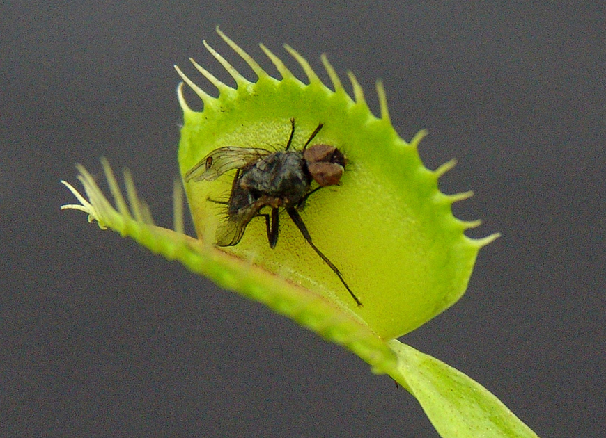 파리지옥 이미지 3