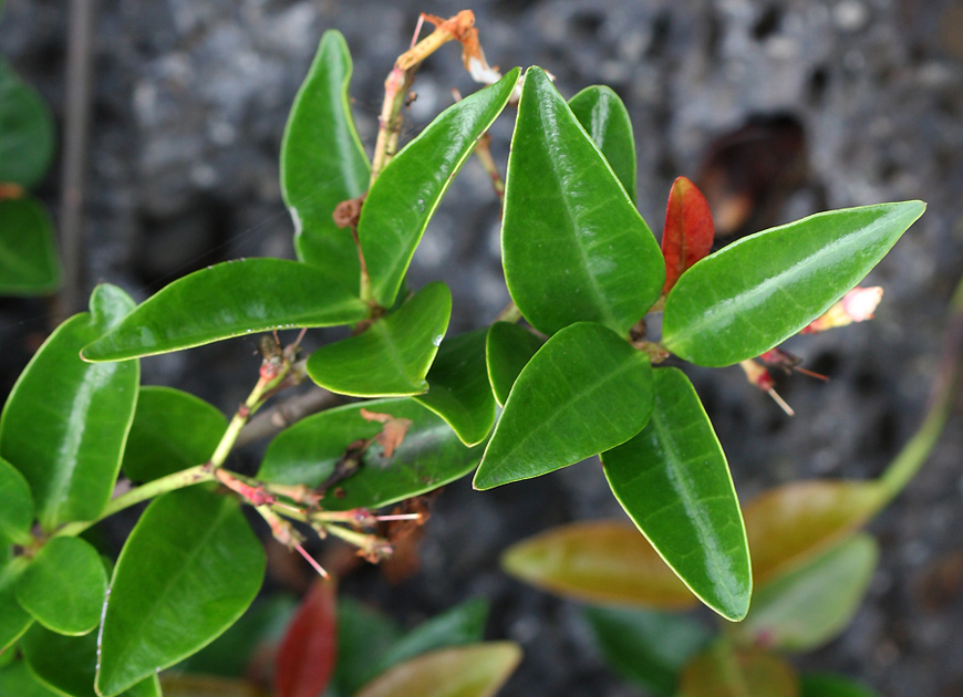 마삭줄 이미지 2