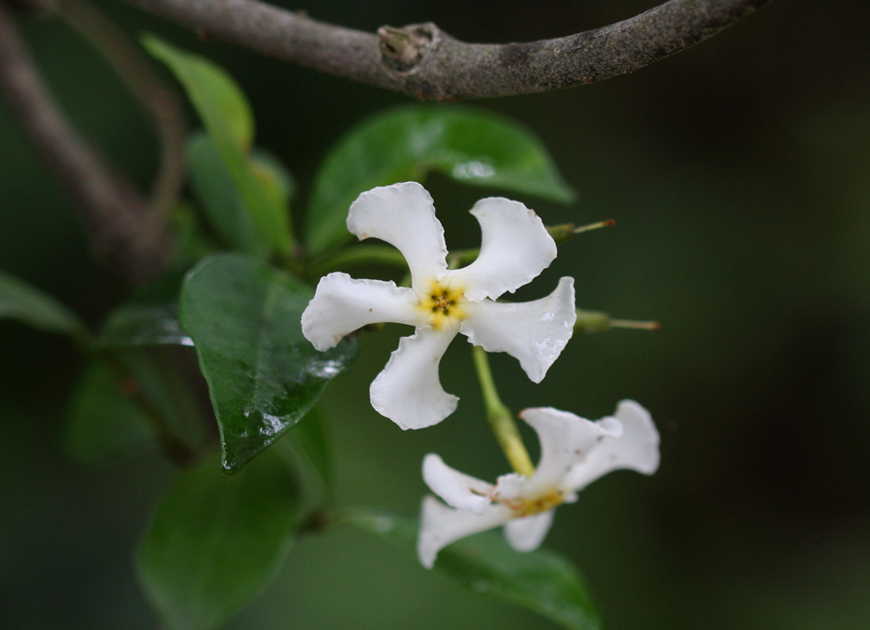 마삭줄 이미지 3