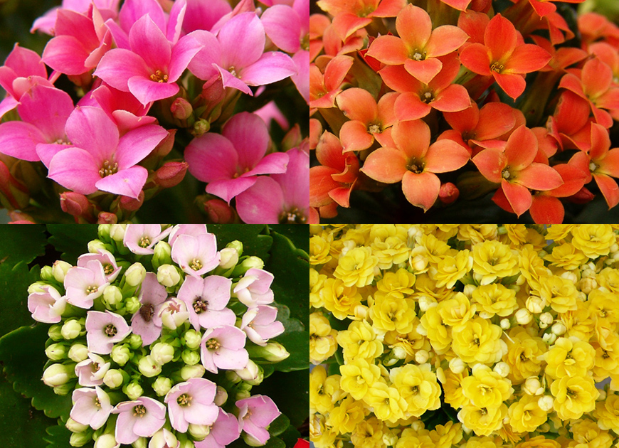 칼랑코에 이미지 2