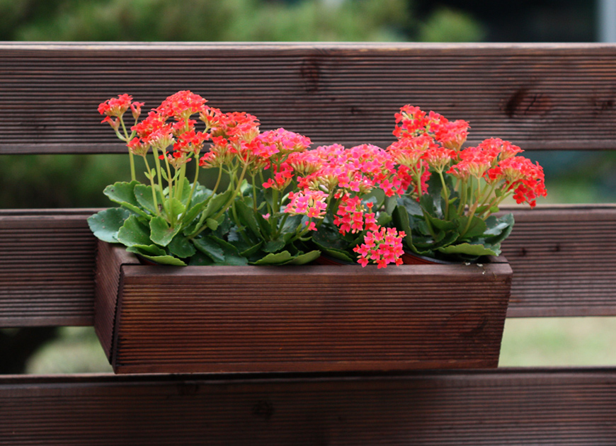 칼랑코에 이미지 3