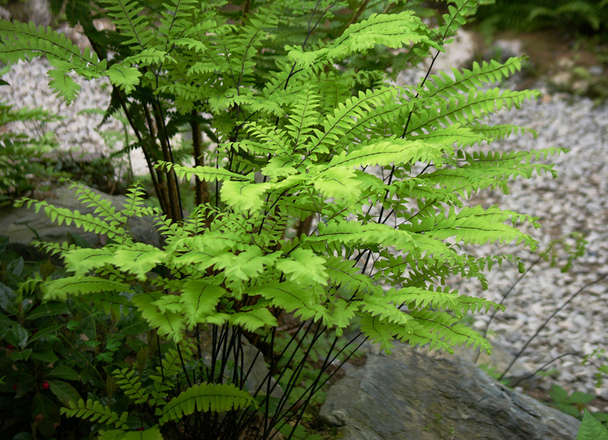 공작고사리(아디안텀)이미지