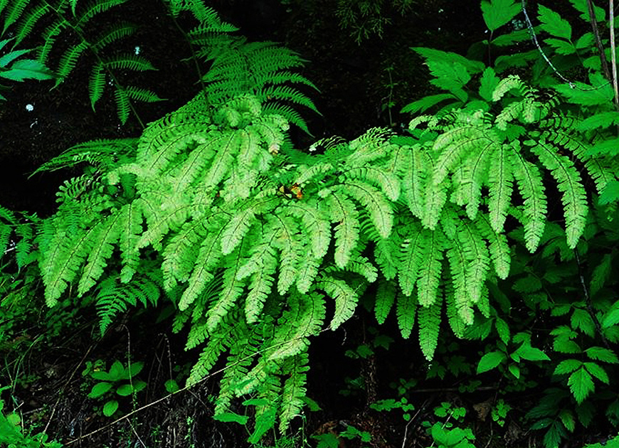 공작고사리(아디안텀) 이미지 2