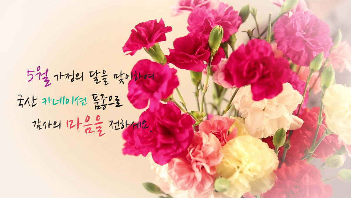 국산 카네이션 품종으로 감사의 마음을 전하세요.