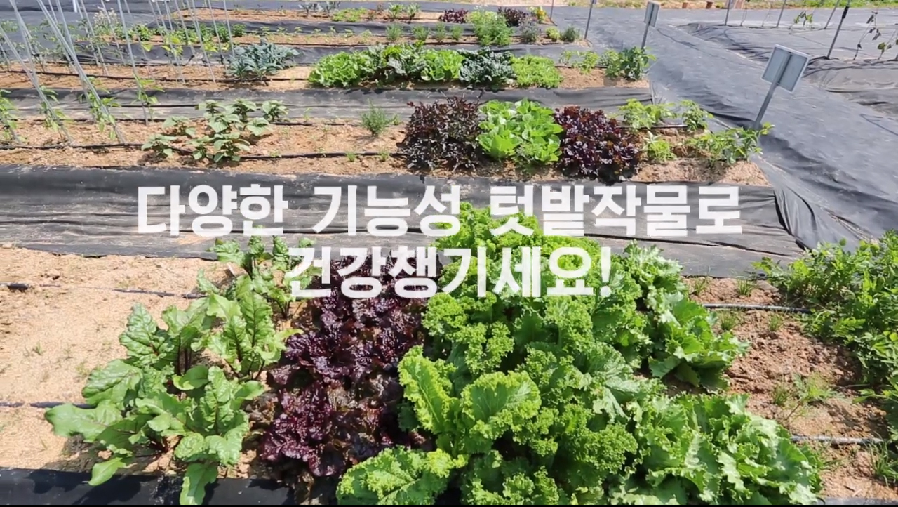 다양한 기능성 텃밭작물로 건강 챙기세요!