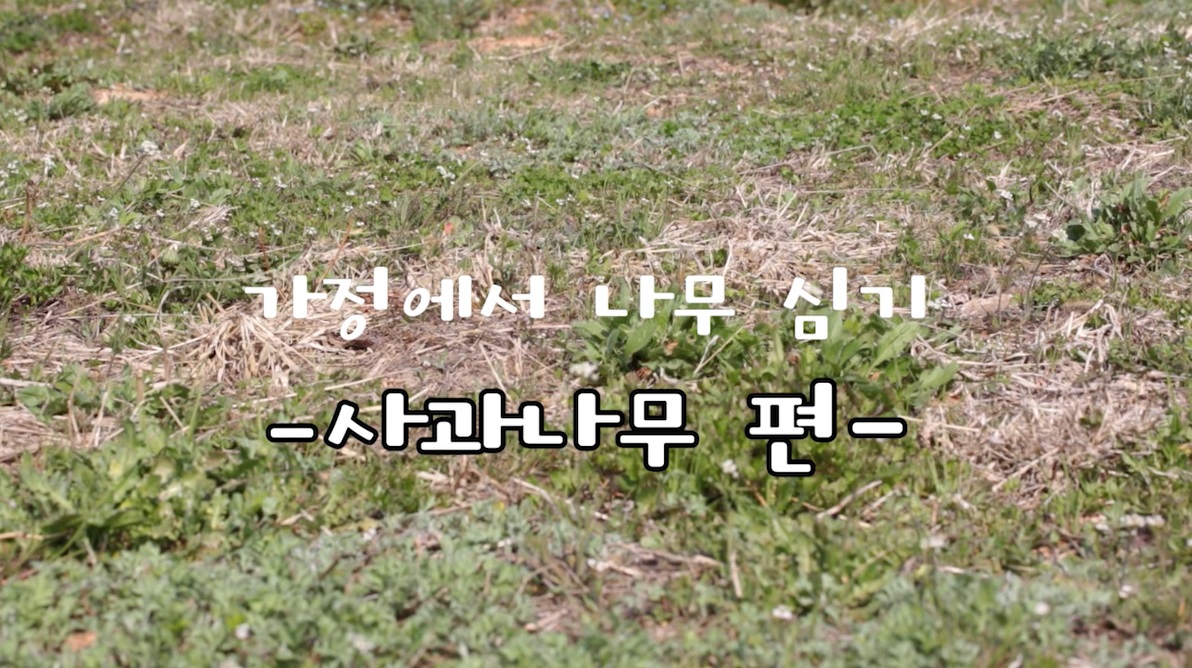 가정에서 나무심기 -사과나무 편-