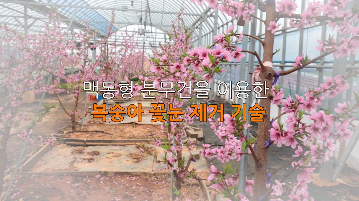 맥동형 분무건을 이용한 복숭아 꽃눈 제거 기술