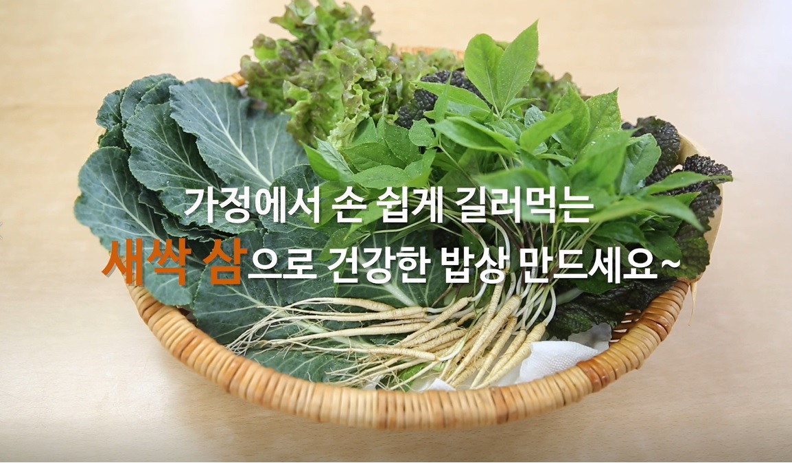 가정에서 손쉽게 길러 먹을 수 있는 새싹 삼 키우기