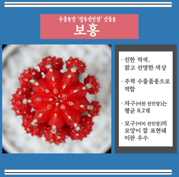 수출유망 접목선인장
