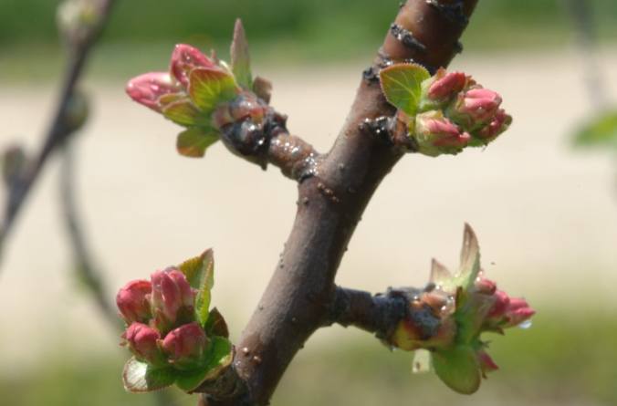 [썸네일 이미지] 사과나무 가지치기전 꽃눈분화 확인하세요