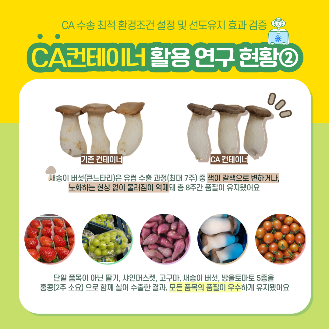 CA 수송 최적 환경조건 설정 및 선도유지 효과 검증 CA컨테이너 활용 연구 현황② 기존 컨테이너 CA컨테이너 새송이 버섯 (큰 느타리)은 유럽 수출 과정(최대 7주) 중 색이 갈색으로 변하거나, 노화하는 현상 없이 물러짐이 억제 돼 8주 간 품질이 유지됐어요 단일 품목이 아닌 딸기, 샤인머스켓, 고구마, 새송이 버섯, 방울토마토 5종을 홍콩(2주 소요)으로 함께 실어 수출한 결과, 모든 품목의 품질이 우수하게 유지됐어요 