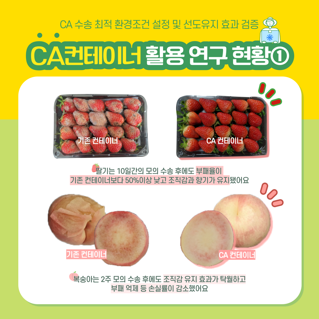CA 수송 최적 환경조건 설정 및 선도유지 효과 검증 CA컨테이너 활용 연구 현황① 기존 컨테이너 CA 컨테이너 딸기는 10일간의 모의 수송 후에도 부패율이 기존 컨테이너보다 50%이상 낮고 조직감과 향기가 유지됐어요 기존 컨테이너 CA컨테이너 복숭아는 2주 모의 수송 후에도 조직감 유지 효과가 탁월하고 부패 억제 등 손실률이 감소했어요