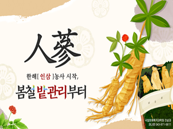 한 해 인삼농사 시작, 봄철 밭 관리부터