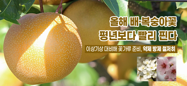 올해 배·복숭아꽃 평년보다 빨리 핀다 이상기상 대비해 꽃가루 준비, 약제 방제 철저히