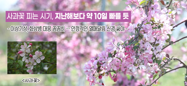 사과꽃 피는 시기, 지난해보다 약 10일 빠를 듯 이상기상, 화상병 대응 꼼꼼히 ··· 안정적인 열매달림 신경 써야 <사과꽃>