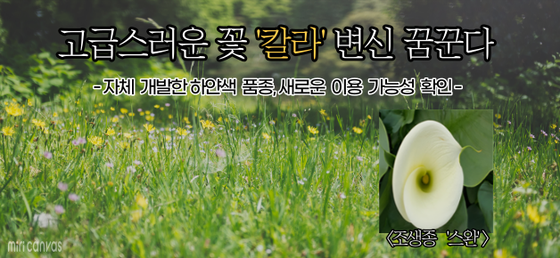 고급스러운 꽃 '칼라' 변신 꿈꾼다 자체 개발한 하얀색 품종, 새로운 이용 가능성 확인 <조생종 '스완'>