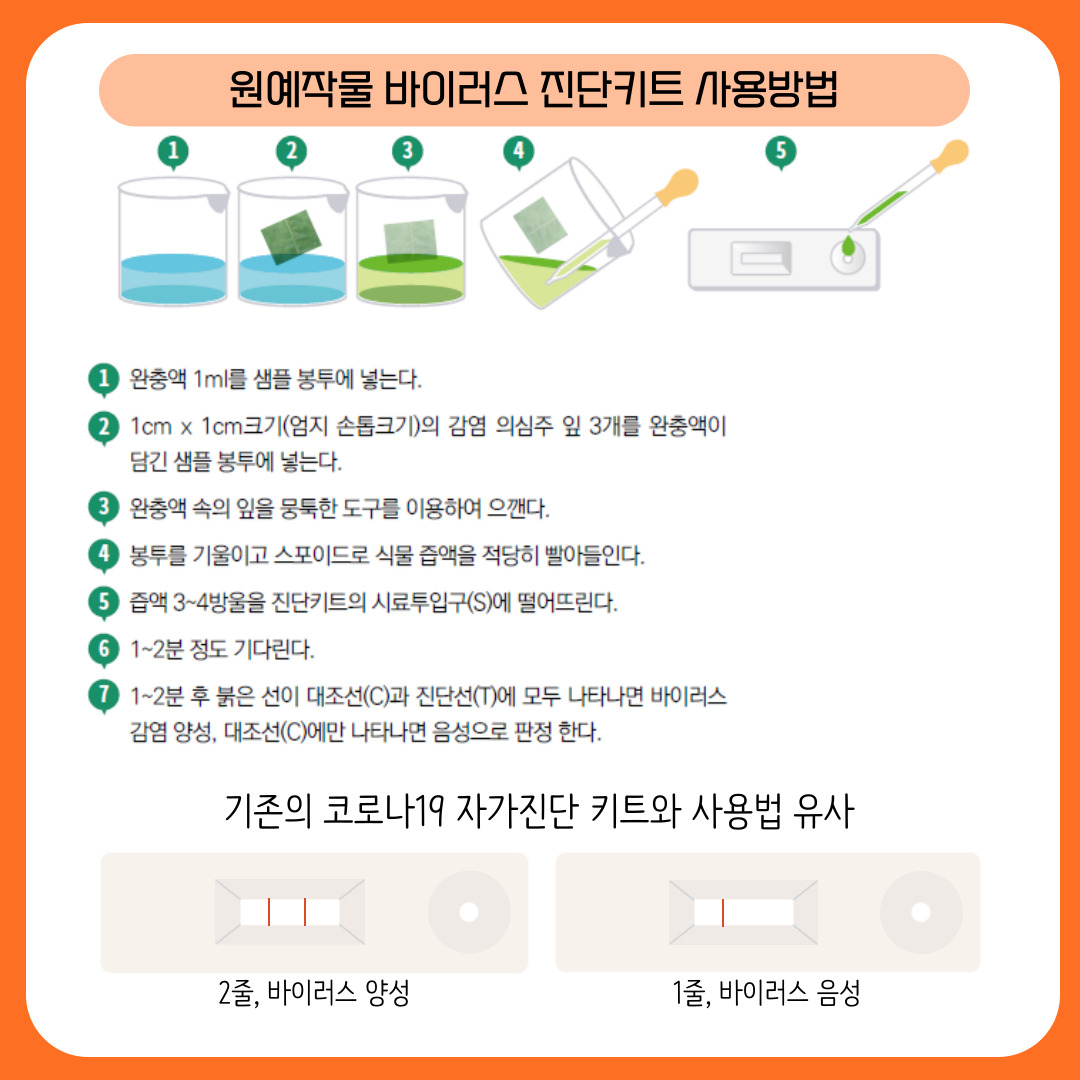 원예작물 바이러스 진단키트 사용방법 1. 완충액 1ml를 샘플 봉투에 넣는다. 2. 1cm *1cm크기(엄지 손톱크기)의 감염 의심주 잎 3개를 완충액이 담긴 샘플 봉투에 넣는다. 3. 완충액 속의 잎을 뭉툭한 도구를 이용하여 으깬다. 4. 봉투를 기울이고 스포이드로 식물 즙액을 적당히 빨아들인다. 5. 즙액 3~4방울을 진단키트의 시료투입구(S)에 떨어뜨린다. 6. 1~2분 정도 기다린다. 7. 1~2분 후 붉은 선이 대조선(C)과 진단선(T)에 모두 나타나면 바이러스 감염 양성, 대조선 (C)에만 나타나면 음성으로 판정 한다. 기존의 코로나19 자가진단 키트와 사용법 유사 2줄, 바이러스 양성, 1줄, 바이러스 음성 