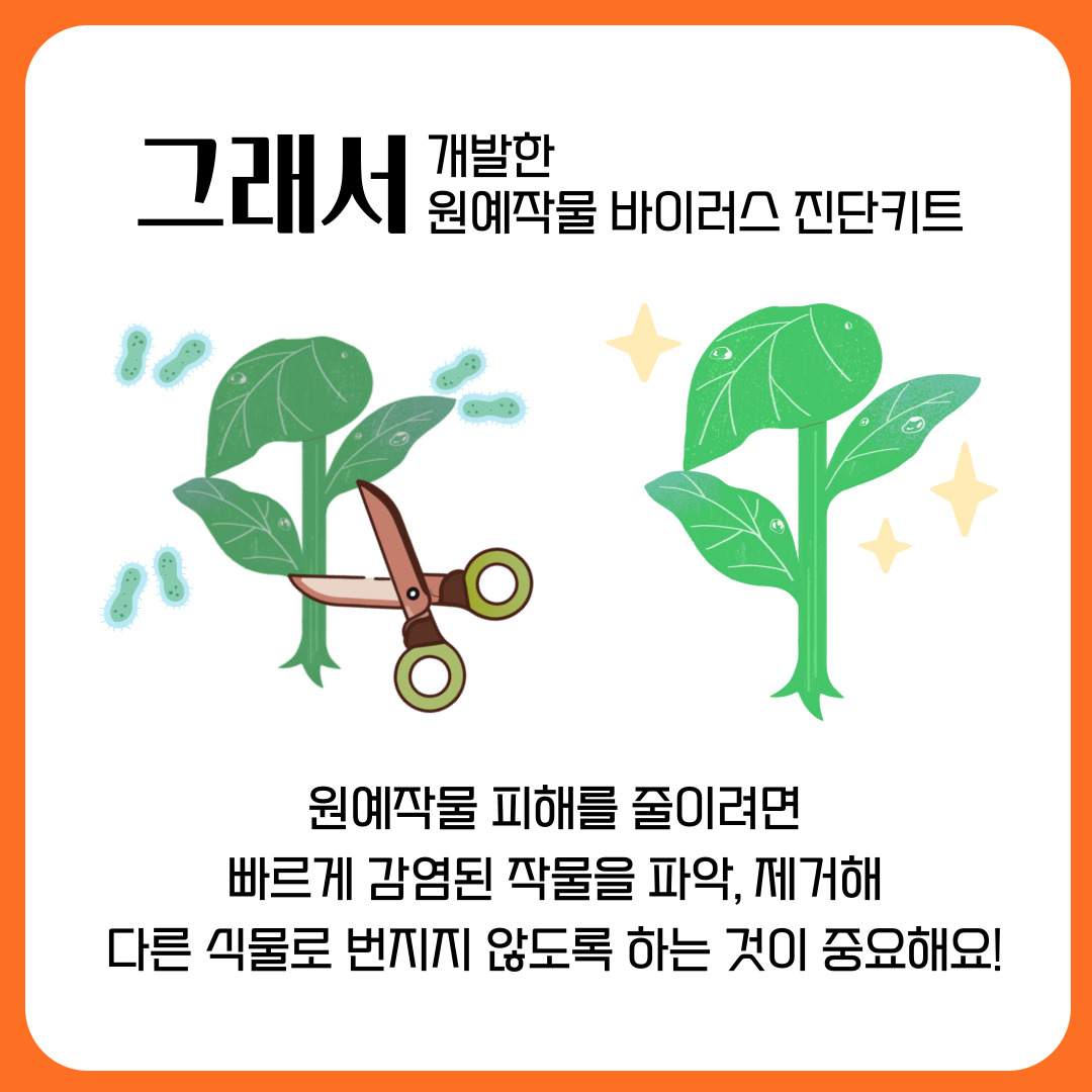 그래서 개발한 원예작물 바이러스 진단키트 원예작물 피해를 줄이려면 빠르게 감염된 작물을 파악, 제거해 다른 식물로 번지지 않도록 하는 것이 중요해요! 
