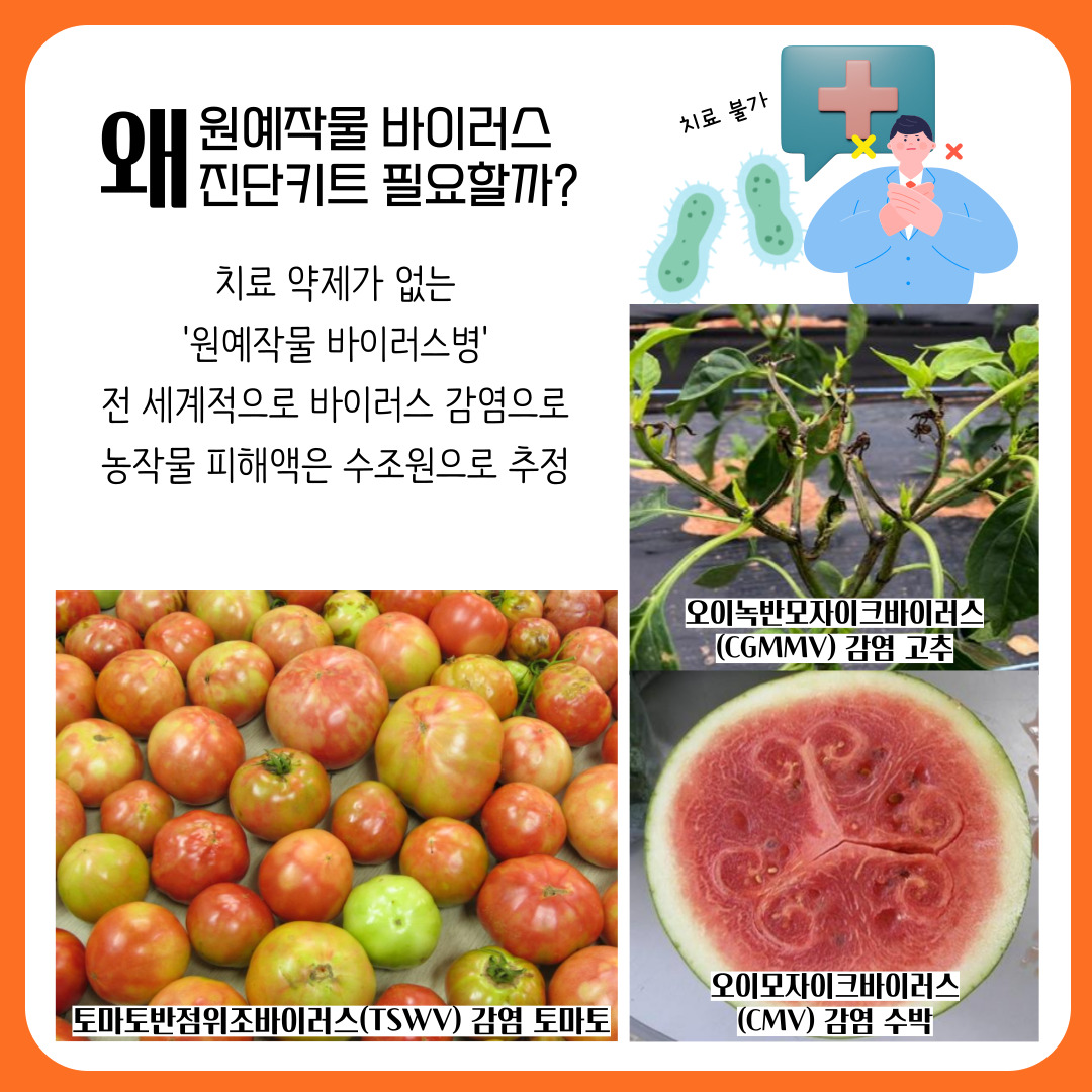 왜 원예작물 바이러스 진단키트 필요할까? 치료 약제가 없는 원예작물 바이러스병 전 세계적으로 바이러스 감염으로 농작물 피해액은 수조원으로 추정 치료 불가 오이녹반모자이크바이러스(CGMMV) 감염 고추 토마토반점위조바이러스(TSWV) 감염 토마토 오이모자이크바이러스(CMV) 감염 수박 