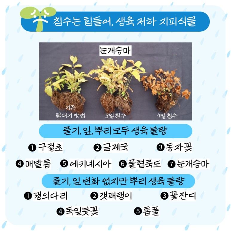 침수는 힘들어, 생육 저하 지피식물 눈개승마 기존 물대기방법 3일 침수 7일 침수 줄기, 잎, 뿌리 모두 생육 불량 1. 구절초 2. 금계국 3, 동자꽃 4. 매발톱 5. 에키네시아 6. 풀협죽도 7. 눈개승마 줄기, 잎 변화 없지만 뿌리 생육 불량 1. 꿩의 다리 2. 갯패랭이 3. 꽃잔디 4. 독일붓꽃 5. 톱풀 