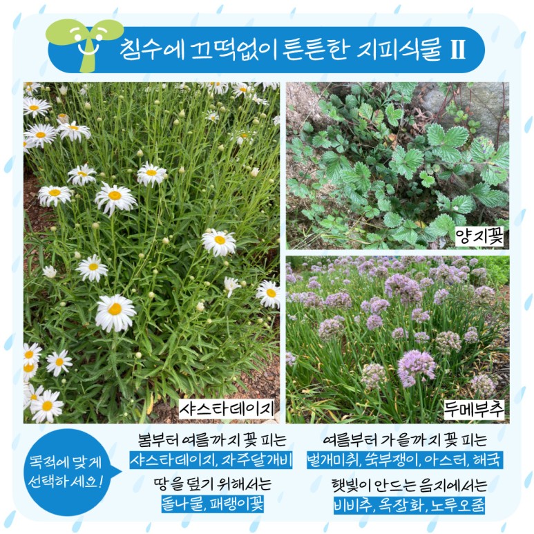 침수에 끄떡없이 튼튼한 지피식물 2 샤스타데이지 양지꽃 두메부추 목적에 맞게 선택하세요! 봄부터 여름까지 꽃 피는 샤스타데이지, 자주달개비 여름부터 가을까지 꽃 피는 벌개미취, 쑥부쟁이, 아스터, 해국 땅을 엎기 위해서는 돌나물, 패랭이꽃 햇빝이 안드는 음지에서는 비비추 ,옥잠화, 노루오줌 