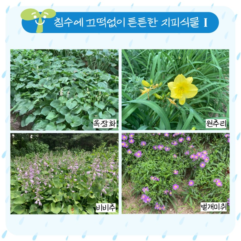 침수에 끄떡없이 튼튼한 지피식물 1 옥잠화 원추리 비비추 벌개미취 
